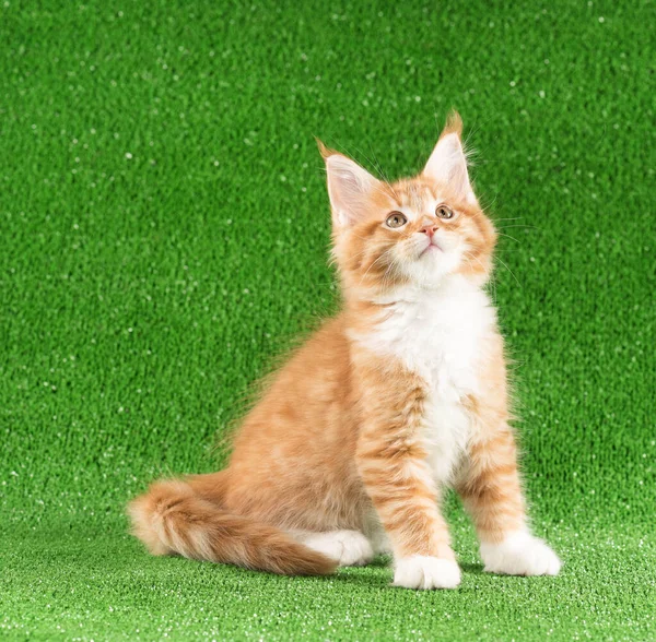 Juguetón Maine Coon Gatito Posando Sobre Verde Hierba Fondo —  Fotos de Stock