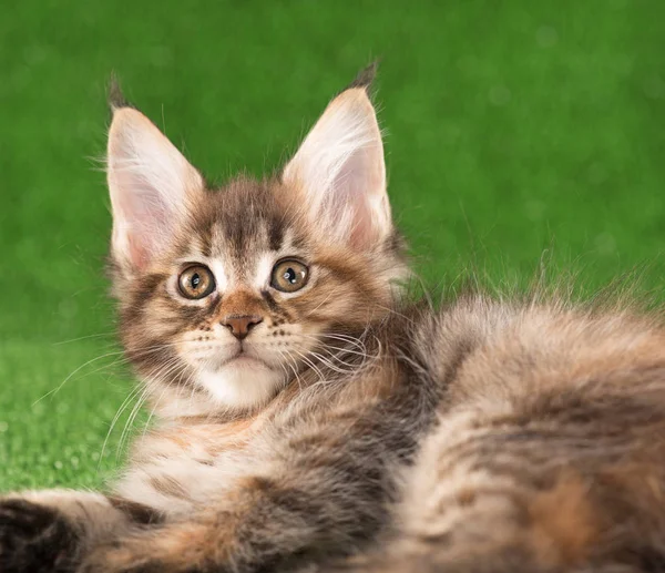 Portret Van Maine Coon Kitten Groene Gras Achtergrond — Stockfoto