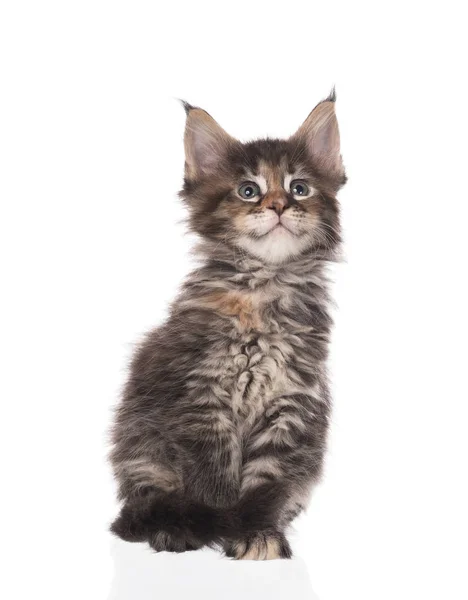 Fluffy Maine Coon Kitten Isolated White Background — Stock Photo, Image