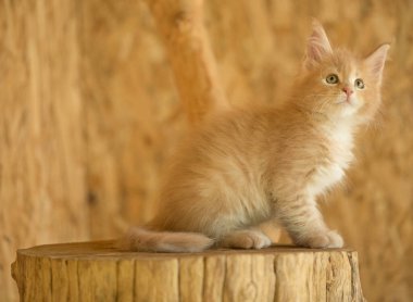 Tatlı Maine Rakunu açık hava kafesinde kütüğün üzerinde.