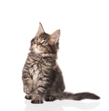 Yumuşak Maine Rakun kedi yavrusu beyaz arka planda izole edilmiş