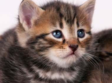 Üzgün küçük Sibirya yavru kedi üzerinde gri arka plan yakın çekim