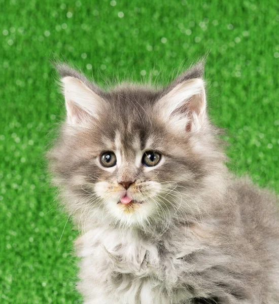 Portrét Maine Coon Kotě Přes Zelenou Trávu Pozadí — Stock fotografie