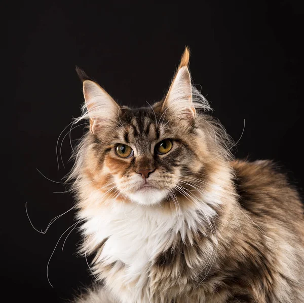 Nadýchané Maine Coon Kitten Černém Pozadí — Stock fotografie