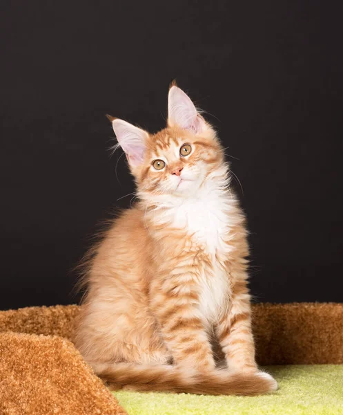 Maine Coon Gatito Rasguño Piedra Sobre Fondo Negro —  Fotos de Stock