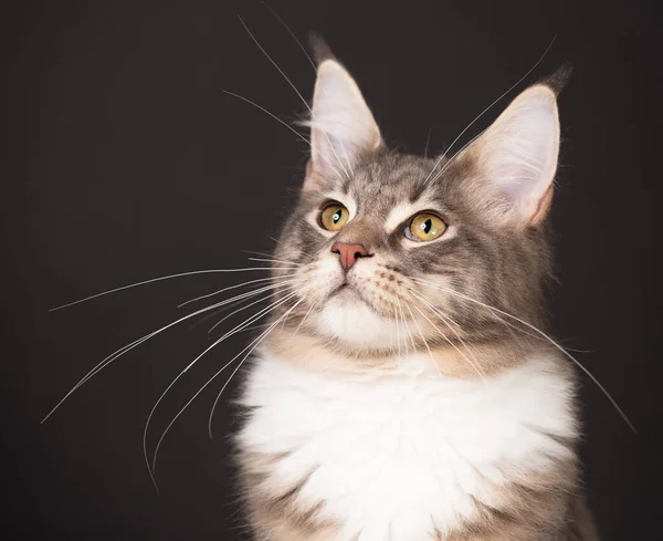 Retrato Maine Coon Gatinho Sobre Fundo Preto — Fotografia de Stock