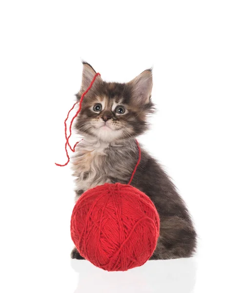 Maine Coon Kätzchen Mit Garnball Spielzeug Isoliert Über Weißem Hintergrund — Stockfoto