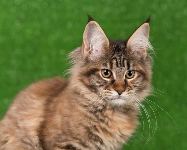 Portrét Maine Coon Kotě Přes Zelenou Trávu Pozadí — Stock fotografie