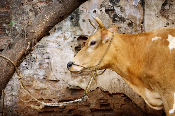 A cow tied to a tree in India — Stock Photo, Image