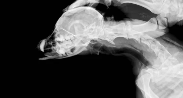 X-ray of the head of a dog — Stock Photo, Image