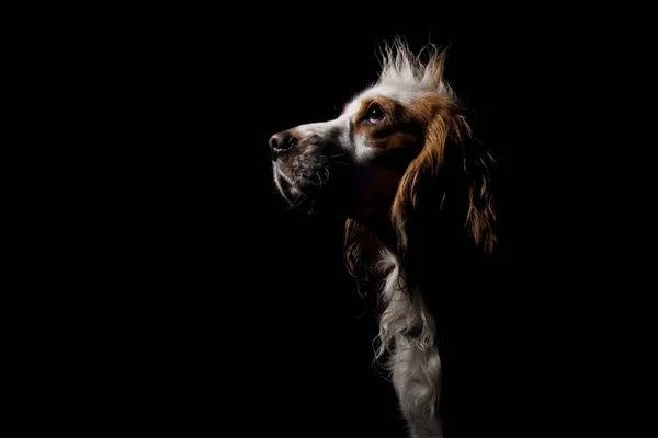 Spaniel-Hundeporträt auf schwarzem Hintergrund — Stockfoto