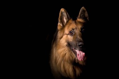 Çoban köpeği köpek portre siyah bir zemin üzerine