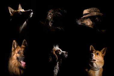 Siyah bir zemin üzerine birkaç farklı köpek portreleri