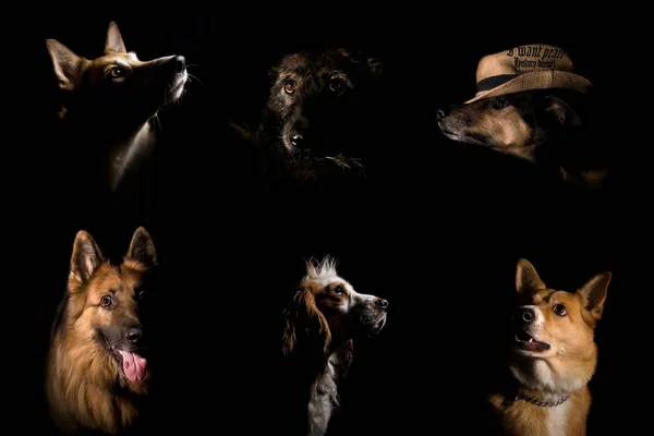 Siyah bir zemin üzerine birkaç farklı köpek portreleri