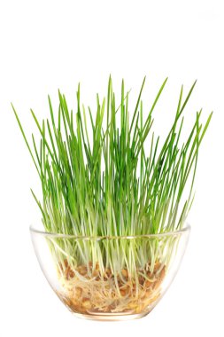 Bir cam kapta buğday yeşil lahanası