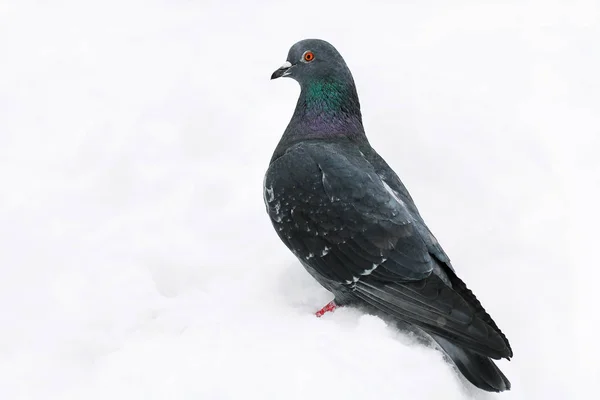 Bird pigeon in the snow