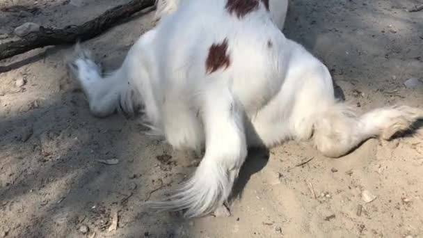 Cola Perro Blanco Feliz — Vídeo de stock