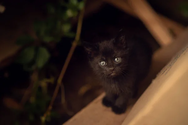 Little Black Fluffy Kitten Blue Eyes White Mustache Dark Gray — Stock Photo, Image