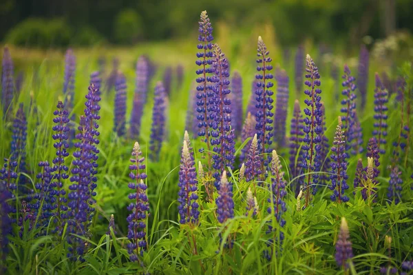 Blooming Lupine Flowers Field Lupines Colorful Bunch Lupines Summer Flower — Stock Photo, Image