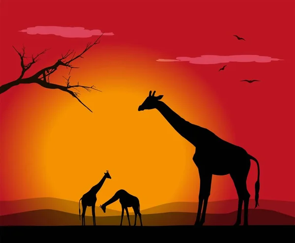 Ilustração Vetorial Grupo Girafas Pôr Sol — Vetor de Stock