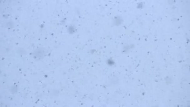 雪の落下の背景 — ストック動画