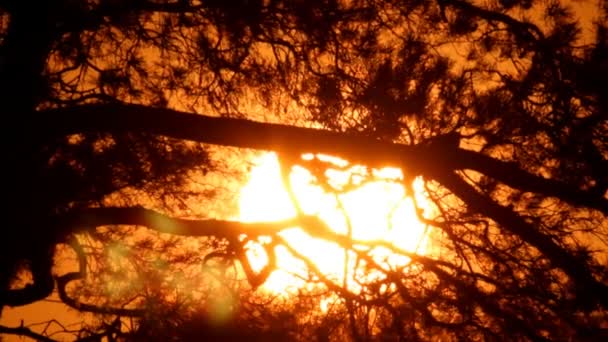 Solnedgången genom trädgren — Stockvideo