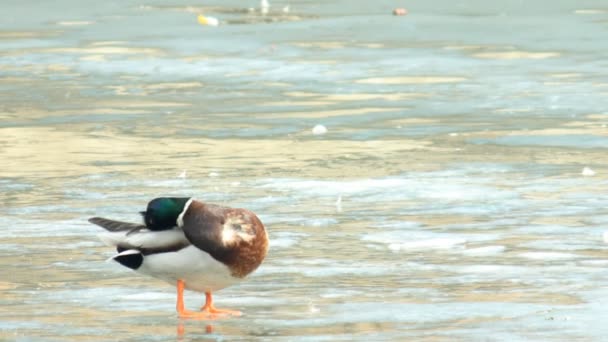 Orgulloso drake al borde de la primavera — Vídeos de Stock