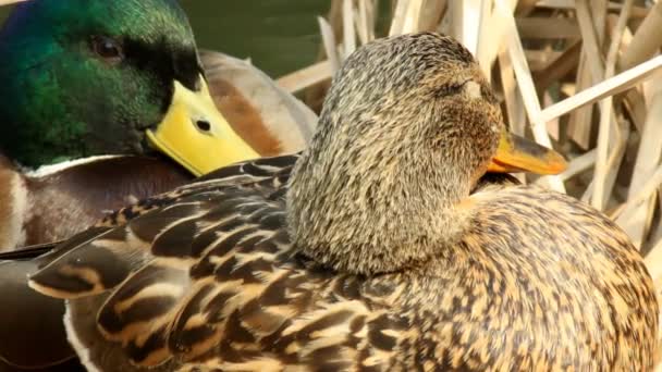 Um par de patos à beira da primavera — Vídeo de Stock