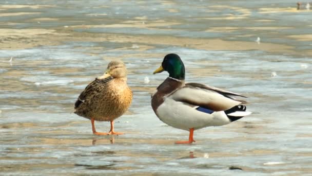 Casal de patos à beira da primavera — Vídeo de Stock