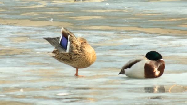 Para kaczek na skraju wiosna — Wideo stockowe