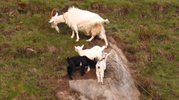 Семья коз на склоне — стоковое видео