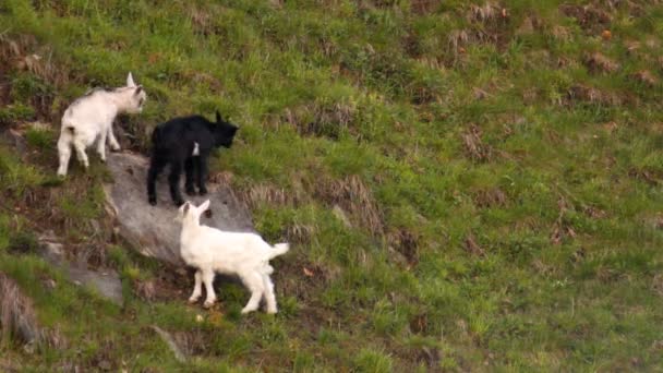 Три веселые козы — стоковое видео