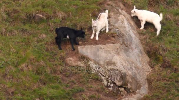 Три веселые козы — стоковое видео