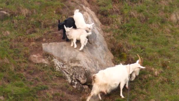 Familia de cabras en la ladera — Vídeo de stock