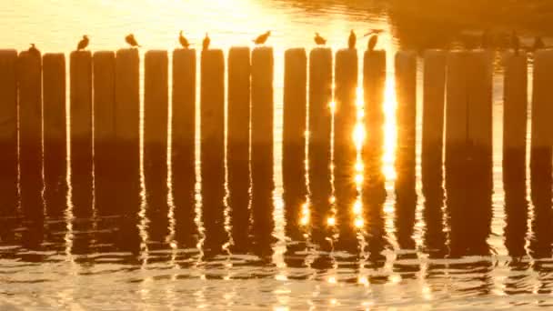 Πουλιά στο λιμάνι στο ηλιοβασίλεμα — Αρχείο Βίντεο