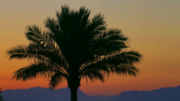 Palmen Morgengrauen — Stockvideo