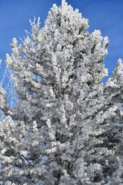 冬は雪の霜に包まれ — ストック写真