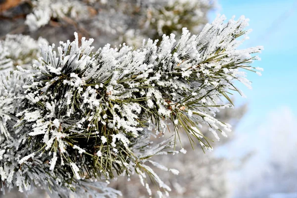 雪の霜の松の枝 — ストック写真