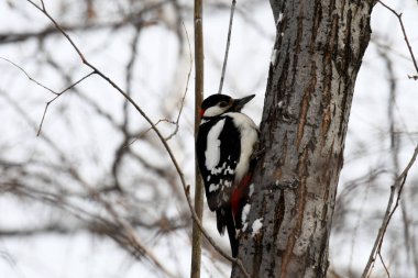 Bir ağaç gövdesinde büyük benekli ağaçkakan.