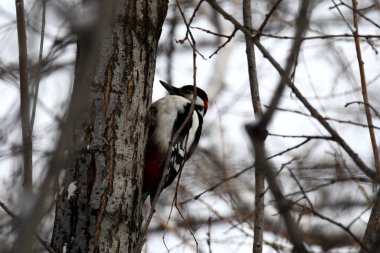 Bir ağaç gövdesinde büyük benekli ağaçkakan.
