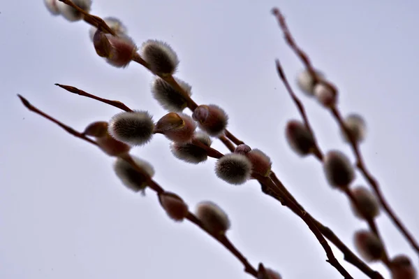 Fluffy Willow Buds Branches — Stock Photo, Image