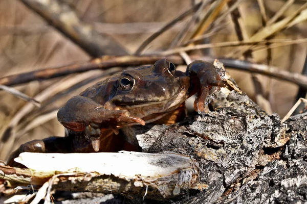 Grenouille Herbe Sur Tronc Arbre — Photo