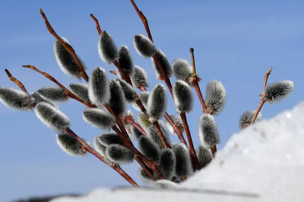 Willow Branches Sky — Stock Photo, Image