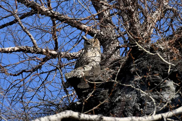 Kulaklı Baykuş Bir Kayanın Üzerinde Oturuyor — Stok fotoğraf