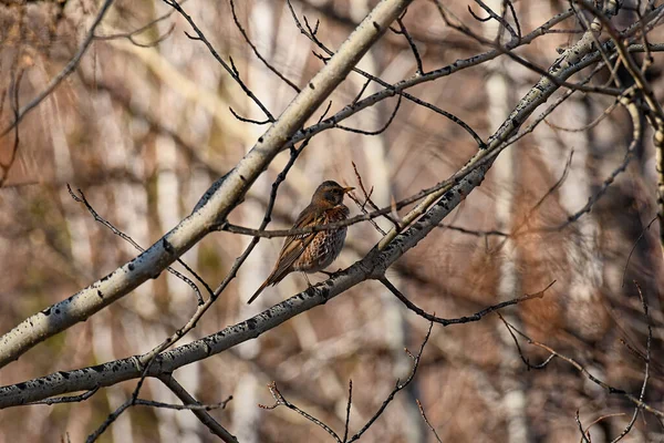 Oiseau Chanteur Rouge Sur Une Branche — Photo