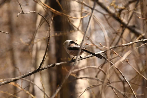 Bird Long Tailed Tit Sitting Branch — Zdjęcie stockowe