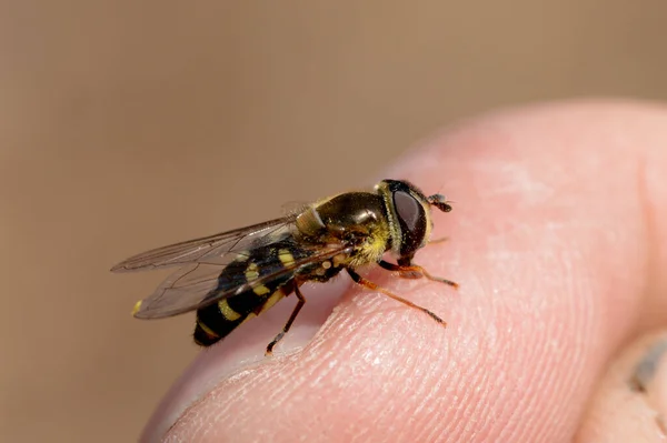 Gurgling Fly Sits Finger Stock Photo