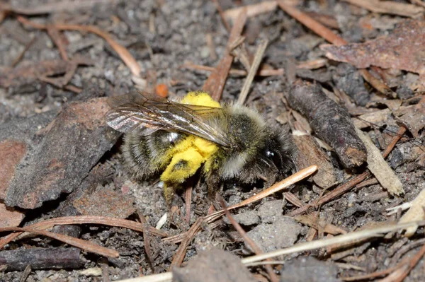 Szara Pszczoła Andrena Ziemi — Zdjęcie stockowe