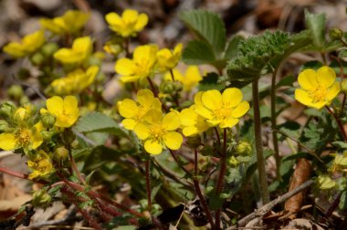Açıklıkta bir grup sarı çiçek