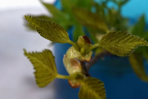 Young Leaves Tree — Stock Photo, Image